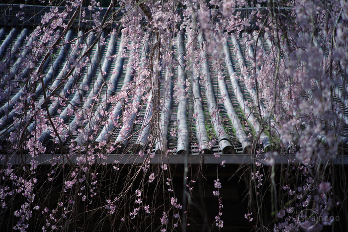 ペンタックス HD PENTAX-DA 40mmF2.8 Limited ／ 奈良 御所楢原の